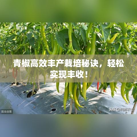 青椒高效豐產(chǎn)栽培秘訣，輕松實現(xiàn)豐收！