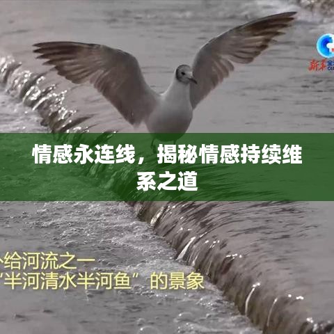 情感永連線，揭秘情感持續(xù)維系之道