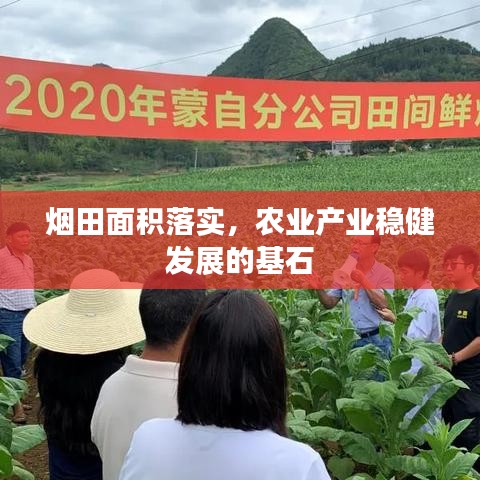 煙田面積落實，農(nóng)業(yè)產(chǎn)業(yè)穩(wěn)健發(fā)展的基石