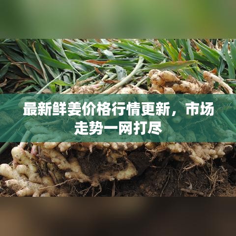 最新鮮姜價(jià)格行情更新，市場(chǎng)走勢(shì)一網(wǎng)打盡