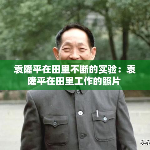 袁隆平在田里不斷的實(shí)驗(yàn)：袁隆平在田里工作的照片 