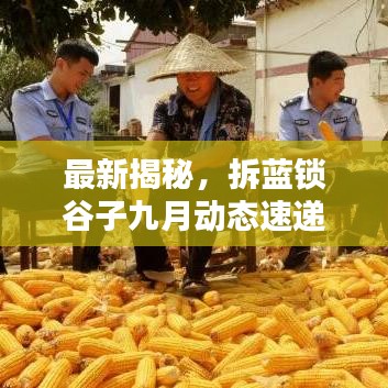 最新揭秘，拆藍鎖谷子九月動態(tài)速遞