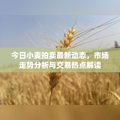 今日小麥拍賣最新動(dòng)態(tài)，市場(chǎng)走勢(shì)分析與交易熱點(diǎn)解讀