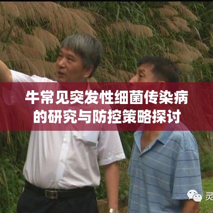 牛常見突發(fā)性細菌傳染病的研究與防控策略探討
