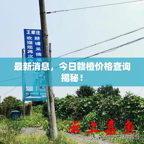 最新消息，今日贛橙價(jià)格查詢揭秘！