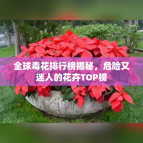 全球毒花排行榜揭秘，危險又迷人的花卉TOP榜