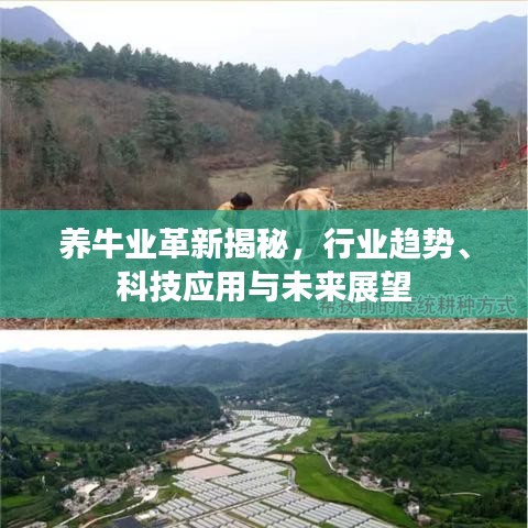 養(yǎng)牛業(yè)革新揭秘，行業(yè)趨勢(shì)、科技應(yīng)用與未來展望