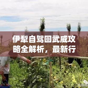 伊犁自駕回武威攻略全解析，最新行程推薦
