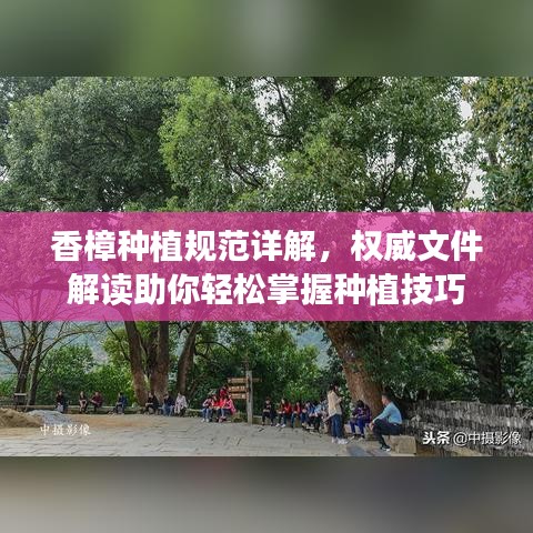香樟種植規(guī)范詳解，權(quán)威文件解讀助你輕松掌握種植技巧