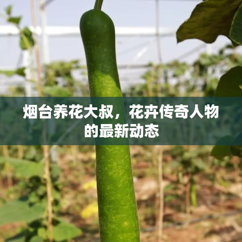 煙臺(tái)養(yǎng)花大叔，花卉傳奇人物的最新動(dòng)態(tài)