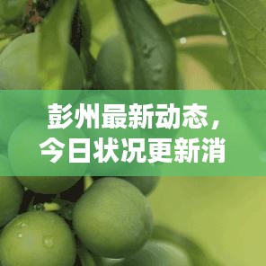 彭州最新動(dòng)態(tài)，今日狀況更新消息速遞