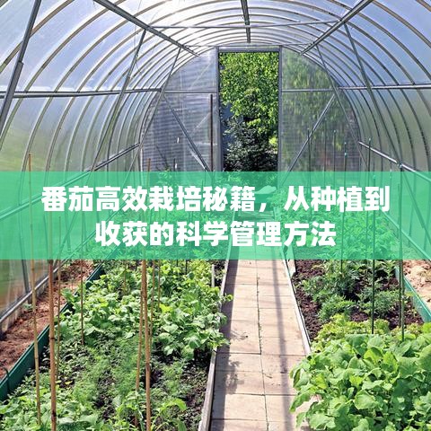 番茄高效栽培秘籍，從種植到收獲的科學管理方法