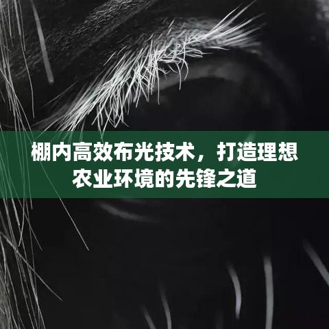 采椽不斫 第2頁(yè)