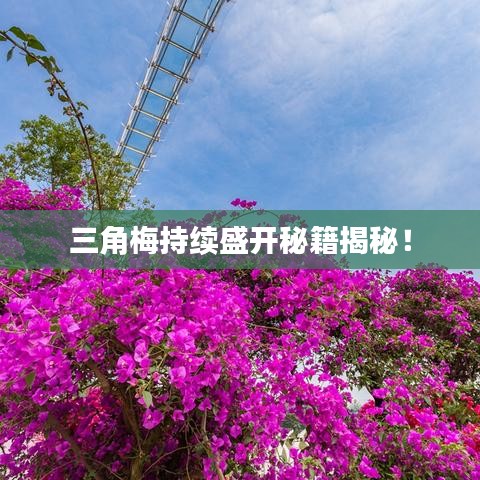 三角梅持續(xù)盛開秘籍揭秘！