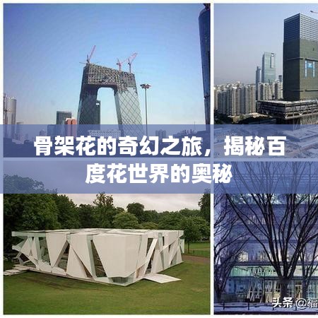 骨架花的奇幻之旅，揭秘百度花世界的奧秘