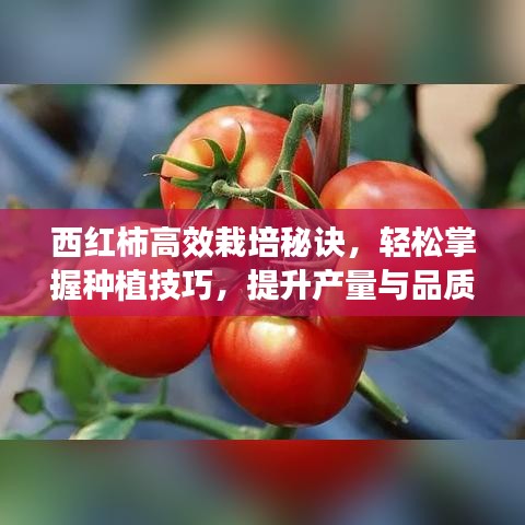 西紅柿高效栽培秘訣，輕松掌握種植技巧，提升產(chǎn)量與品質(zhì)！