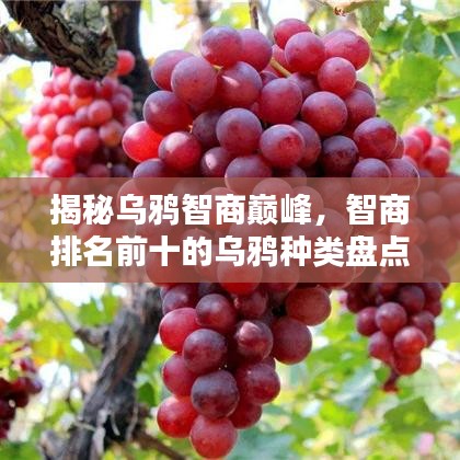 揭秘烏鴉智商巔峰，智商排名前十的烏鴉種類盤點(diǎn)！