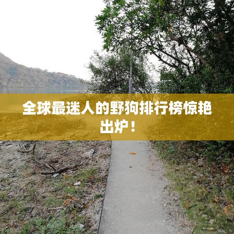 全球最迷人的野狗排行榜驚艷出爐！