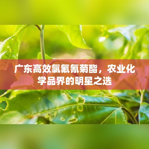 廣東高效氯氟氰菊酯，農(nóng)業(yè)化學(xué)品界的明星之選