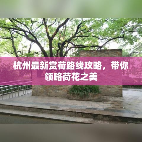 杭州最新賞荷路線攻略，帶你領(lǐng)略荷花之美