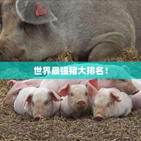 世界最強(qiáng)豬大排名！