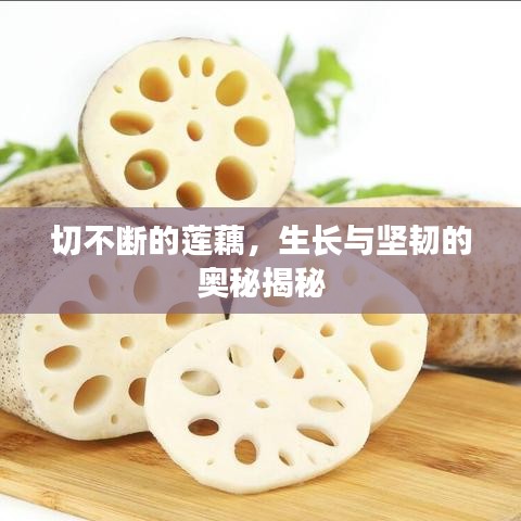 切不斷的蓮藕，生長與堅韌的奧秘揭秘