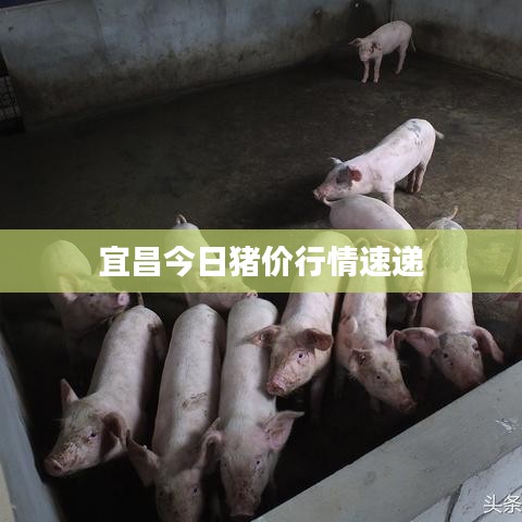 宜昌今日豬價(jià)行情速遞