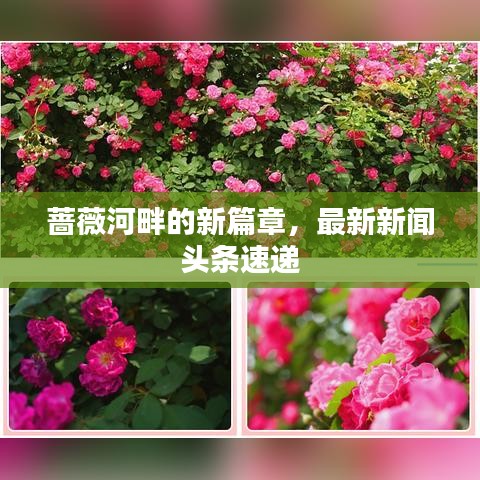 薔薇河畔的新篇章，最新新聞?lì)^條速遞