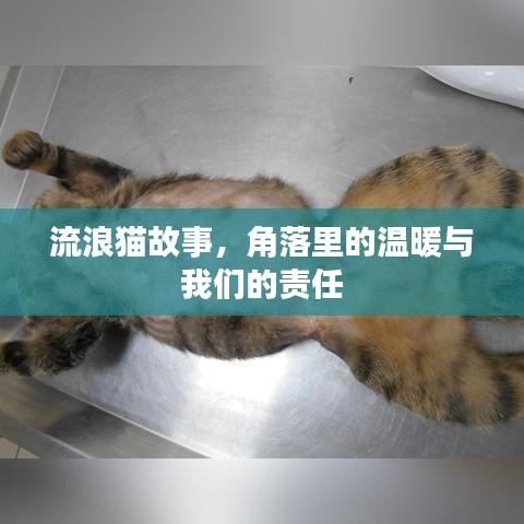 流浪貓故事，角落里的溫暖與我們的責(zé)任