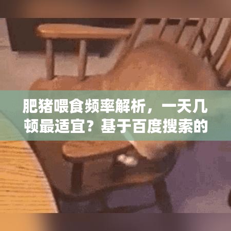 肥豬喂食頻率解析，一天幾頓最適宜？基于百度搜索的專業(yè)探討
