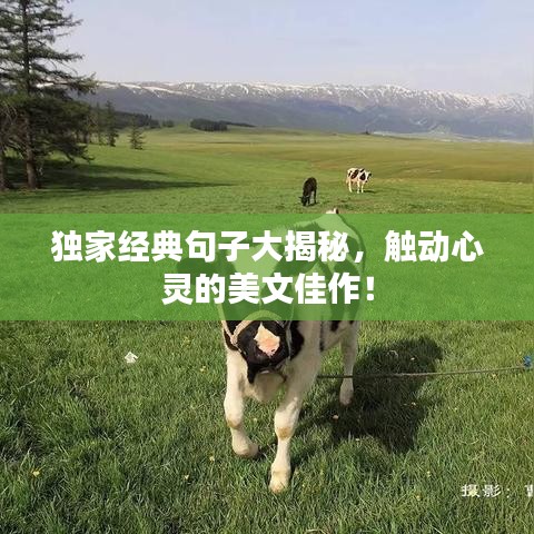 獨(dú)家經(jīng)典句子大揭秘，觸動(dòng)心靈的美文佳作！