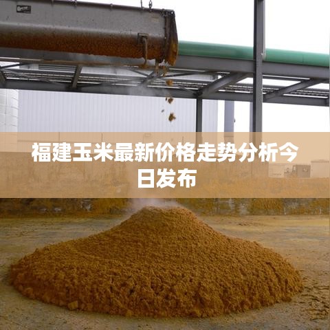 福建玉米最新價格走勢分析今日發(fā)布