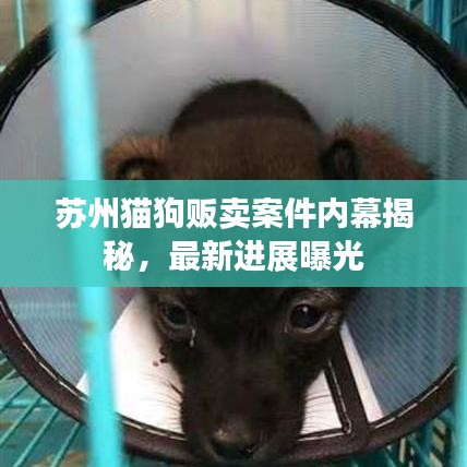 蘇州貓狗販賣(mài)案件內(nèi)幕揭秘，最新進(jìn)展曝光