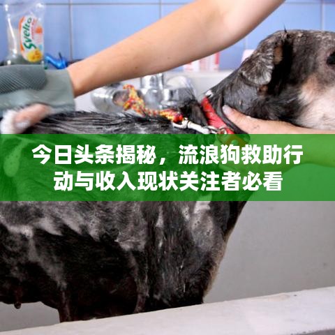 今日頭條揭秘，流浪狗救助行動與收入現(xiàn)狀關注者必看