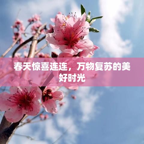 春天驚喜連連，萬(wàn)物復(fù)蘇的美好時(shí)光