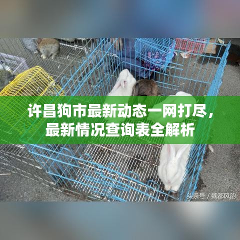許昌狗市最新動態(tài)一網打盡，最新情況查詢表全解析