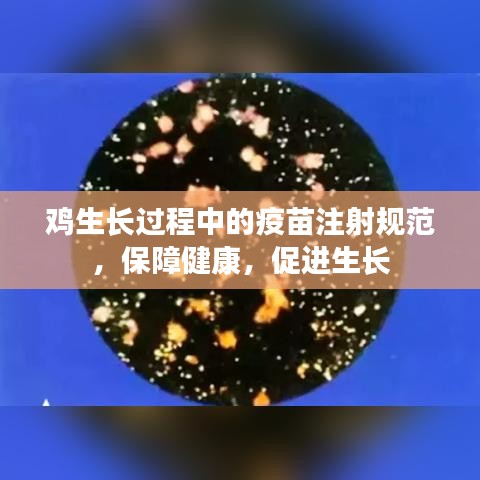 雞生長(zhǎng)過(guò)程中的疫苗注射規(guī)范，保障健康，促進(jìn)生長(zhǎng)