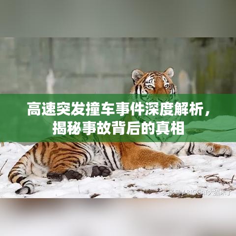 高速突發(fā)撞車事件深度解析，揭秘事故背后的真相