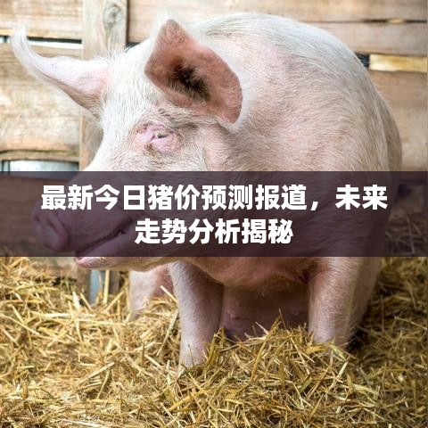 最新今日豬價預(yù)測報(bào)道，未來走勢分析揭秘