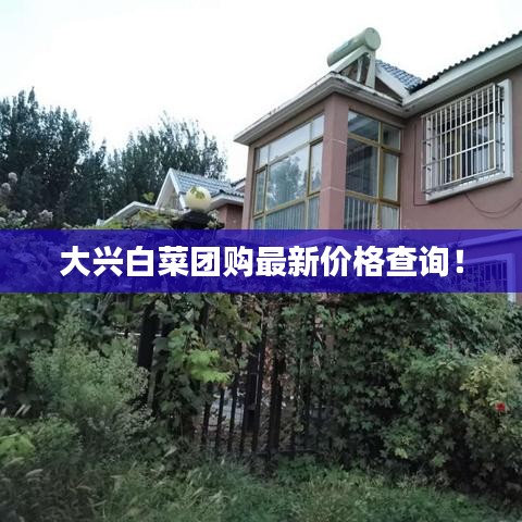 大興白菜團(tuán)購最新價格查詢！