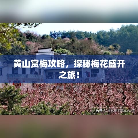 黃山賞梅攻略，探秘梅花盛開之旅！