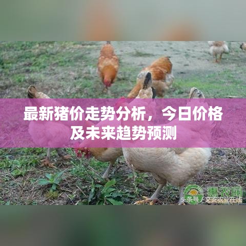 最新豬價(jià)走勢(shì)分析，今日價(jià)格及未來(lái)趨勢(shì)預(yù)測(cè)