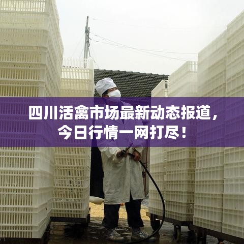 四川活禽市場最新動(dòng)態(tài)報(bào)道，今日行情一網(wǎng)打盡！