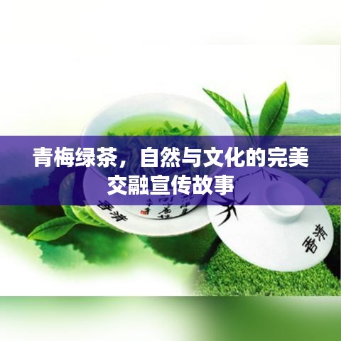 青梅綠茶，自然與文化的完美交融宣傳故事