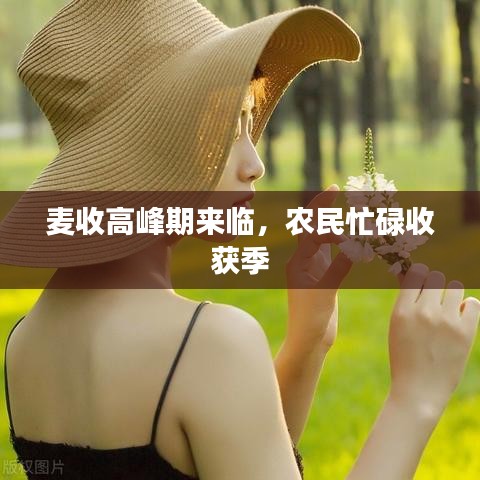 麥?zhǔn)崭叻迤趤砼R，農(nóng)民忙碌收獲季