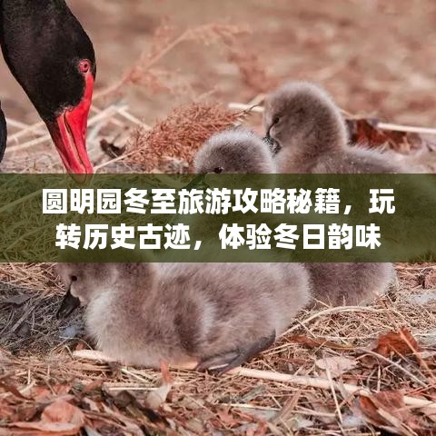 圓明園冬至旅游攻略秘籍，玩轉(zhuǎn)歷史古跡，體驗冬日韻味