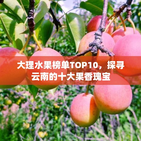 大理水果榜單TOP10，探尋云南的十大果香瑰寶
