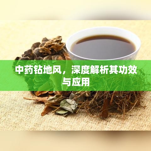 中藥鉆地風，深度解析其功效與應用