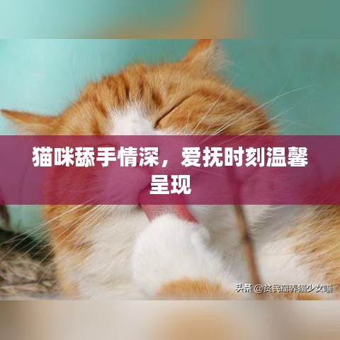貓咪舔手情深，愛(ài)撫時(shí)刻溫馨呈現(xiàn)