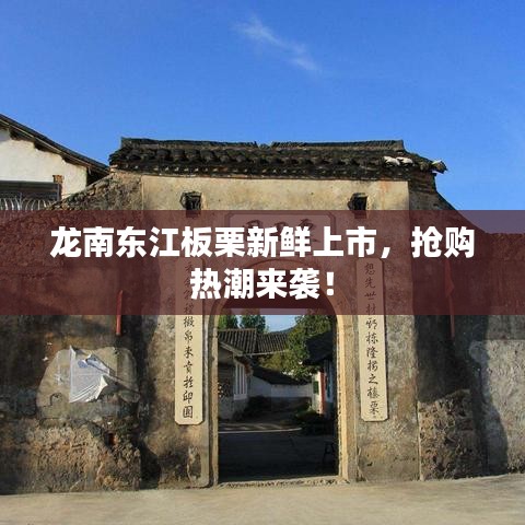 龍南東江板栗新鮮上市，搶購熱潮來襲！